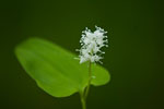 Konwalijka dwulistna (Maianthemum bifolium)