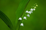 Konwalia majowa (Convallaria majalis)