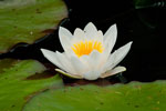 Grzybie biay (Nymphaea alba)