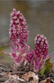 Lepinik rowy (Petasites hybridus)