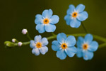 Niezapominajka (Myosotis)