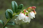 Borwka brusznica (Vaccinium vitis-idaea)