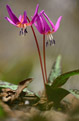 Psizb liliowy (Erythronium dens-canis)