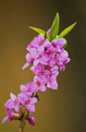 Wawrzynek wilczeyko (Daphne mezereum)