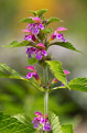 Poziewnik pstry (Galeopsis speciosa)