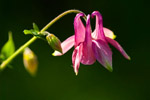 Orlik pospolity (Aquilegia vulgaris)