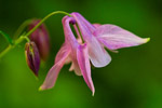 Orlik pospolity (Aquilegia vulgaris)