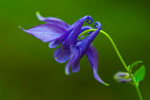 Orlik pospolity (Aquilegia vulgaris)