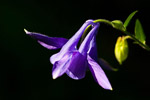 Orlik pospolity (Aquilegia vulgaris)