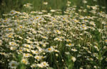 Jastru waciwy (Leucanthemum vulgare)