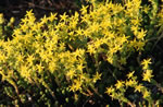 Rozchodnik ostry (Sedum acre)