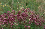 Lebioda pospolita (Origanum vulgare)