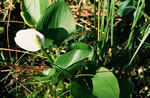 Czermie botna (Calla palustris)