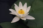 Grzybie biay (Nymphaea alba)