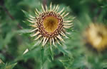 Dziewisi pospolity (Carlina vulgaris)