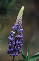 ubin trway (Lupinus  polyphyllus)