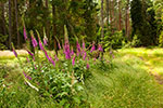 Naparstnica purpurowa (Digitalis purpurea)