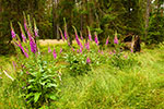 Naparstnica purpurowa (Digitalis purpurea)