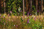 Naparstnica purpurowa (Digitalis purpurea)