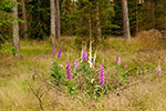 Naparstnica purpurowa (Digitalis purpurea)