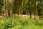 Naparstnica purpurowa (Digitalis purpurea)