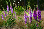 Naparstnica purpurowa (Digitalis purpurea)