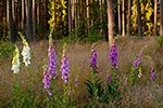 Naparstnica purpurowa (Digitalis purpurea)