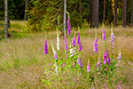 Naparstnica purpurowa (Digitalis purpurea)