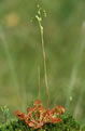 Rosiczka okrągłolistna (Drosera rotundifolia)