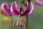 Lilia zotogw (Lilium martagon)