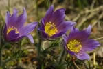 Sasanka zwyczajna (Pulsatilla vulgaris)