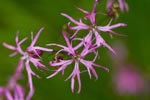 Firletka poszarpana (Lychnis flos-cuculi)