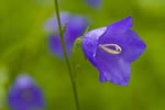 Dzwonek okrgolistny (Campanula rotundifolia)