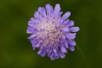 wierzbnica polna (Knautia arvensis)