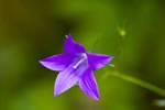 Dzwonek rozpierzchy (Campanula patula)