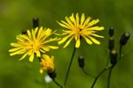 Jastrzbiec leny (Hieracium silvaticum)