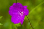 Bodziszek kowy (Geranium pratense)