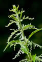 Pokrzywa zwyczajna (Urtica dioica)