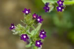 Farbownik lekarski (Anchusa officinalis)