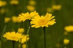 Rumian ty (Anthemis tinctoria)