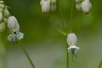 Lepnica rozdta (Silene vulgaris)