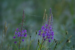 Wierzbwka kiprzyca ( Epilobium angustifolium)