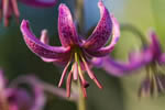 Lilia zotogw (Lilium martagon)