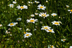 Jastrun waciwy ( Leucanthemum vulgare)