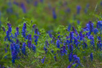 Wyka ptasia (Vicia cracca)