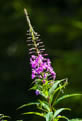 Wierzbwka kiprzyca (Epilobium angustifolium)