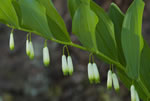 Kokoryczka wielokwiatowa (Polygonatum multiflorum)