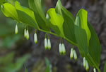 Kokoryczka wielokwiatowa (Polygonatum multiflorum)