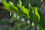 Kokoryczka wielokwiatowa (Polygonatum multiflorum)