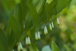 Kokoryczka wielokwiatowa (Polygonatum multiflorum)